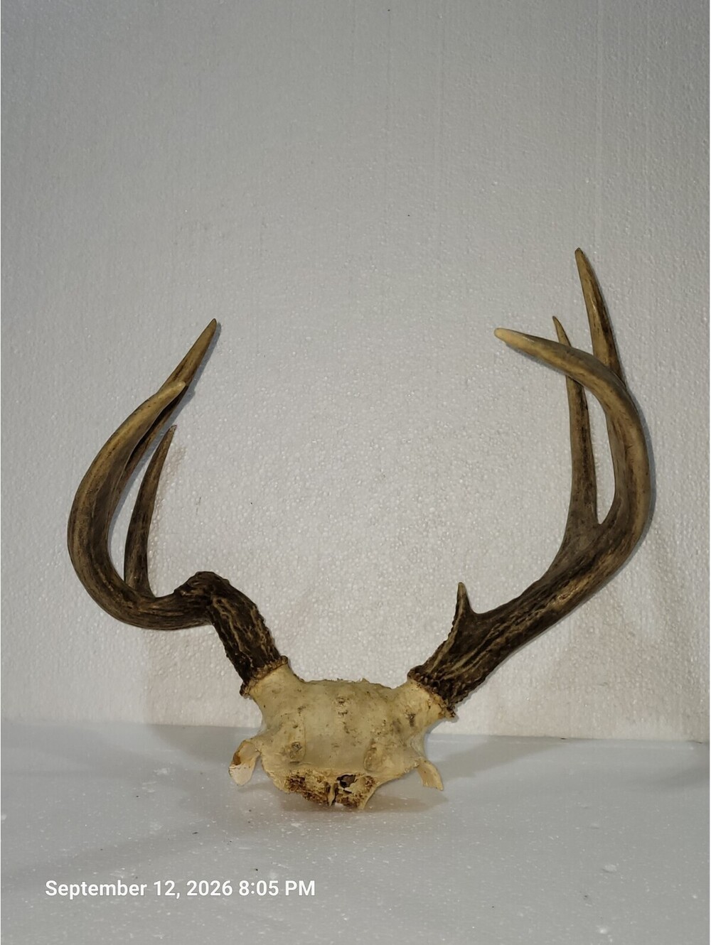 Whitetail Deer Antlers 7 Point Rack Horn Skull Plate Decor Man's Cave